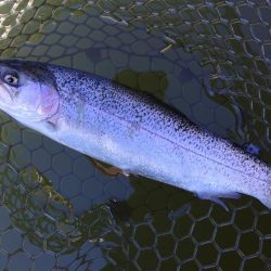 調子良く釣れる時間帯もあったが… ～大安トラウトレイク～